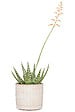 SCHEURICH - Cache-Pot 878 Opale 14cm - vignette