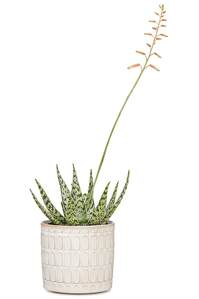 SCHEURICH - Cache-Pot 878 Opale 16cm - large