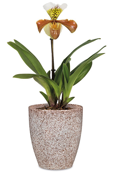 SCHEURICH - Vase Orchidée 620 Roccia h15cm - large