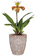 SCHEURICH - Vase Orchidée 620 Roccia h15cm - vignette