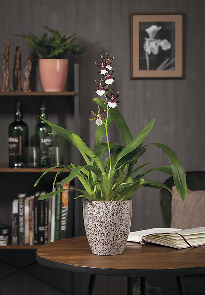 SCHEURICH - Vase Orchidée 620 Roccia h15cm - large