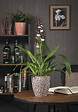 SCHEURICH - Vase Orchidée 620 Roccia h15cm - vignette