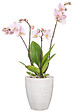 SCHEURICH - Vase Orchidée 620 Perla h15cm - vignette