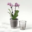 DEROMA - Cache-pot Orchid Luminosa 16cm - vignette