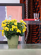 DEROMA - Pot Dune Oasis re 15cm - vignette
