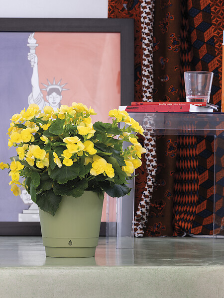 DEROMA - Pot Dune Oasis re 18cm - large