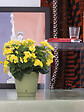 DEROMA - Pot Dune Oasis re 22cm - vignette