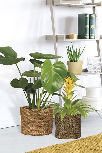 SCHEURICH - Cache-Pot 508 Seagrass Nut 17cm - large