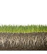 KIMITEC - Biostimulant racinaire Deep Root Pro 0,5 kg pour gazon, arbres, fleurs - Kimitec NEG00997 - vignette