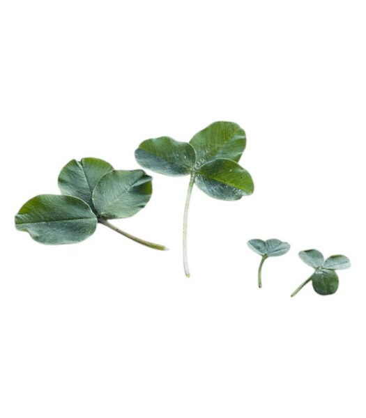 FLORIVERT - Trèfle micro-feuille gazonnant, résistant sécheresse, 1 kg, 200-350 m² - Florivert 1206296 - large