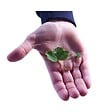 FLORIVERT - Trèfle micro-feuille gazonnant, résistant sécheresse, 1 kg, 200-350 m² - Florivert 1206296 - vignette