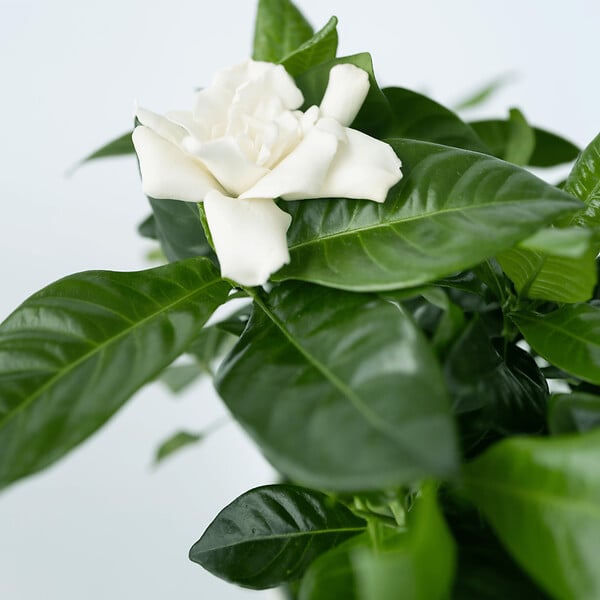 PLANT IN A BOX - Jasmin du Cap - Gardenia jasminoides - Hauteur 20-30cm - ⌀13cm - large