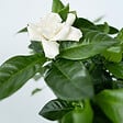 PLANT IN A BOX - Jasmin du Cap - Gardenia jasminoides - Hauteur 20-30cm - ⌀13cm - vignette