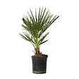 PLANT IN A BOX - Palmier nain - Chamaerops humilis - Hauteur 50-60cm - ⌀15cm - vignette