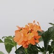 PLANT IN A BOX - Fleur du feu - Set de 2 - Crossandra 'Fortuna' - Hauteur 20-30cm - ⌀13cm - vignette