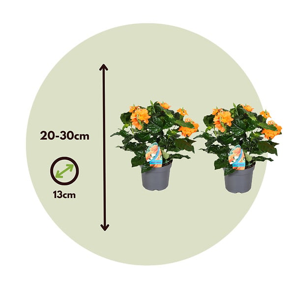 PLANT IN A BOX - Fleur du feu - Set de 2 - Crossandra 'Fortuna' - Hauteur 20-30cm - ⌀13cm - large
