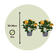 PLANT IN A BOX - Fleur du feu - Set de 2 - Crossandra 'Fortuna' - Hauteur 20-30cm - ⌀13cm - vignette