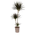PLANT IN A BOX - Dragonnier - Dracaena marginata - Hauteur 110-130cm - ⌀24cm - vignette