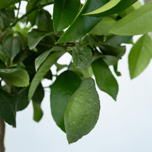 PLANT IN A BOX - Citronnier - Citrus limon - Hauteur 60-70cm - ⌀19cm - large