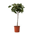 PLANT IN A BOX - Figuier de Barbarie - Ficus Carica - Hauteur 70-90cm - ⌀21cm - vignette