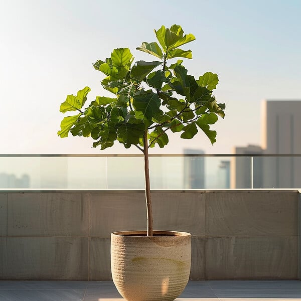 PLANT IN A BOX - Figuier de Barbarie - Ficus Carica - Hauteur 70-90cm - ⌀21cm - large