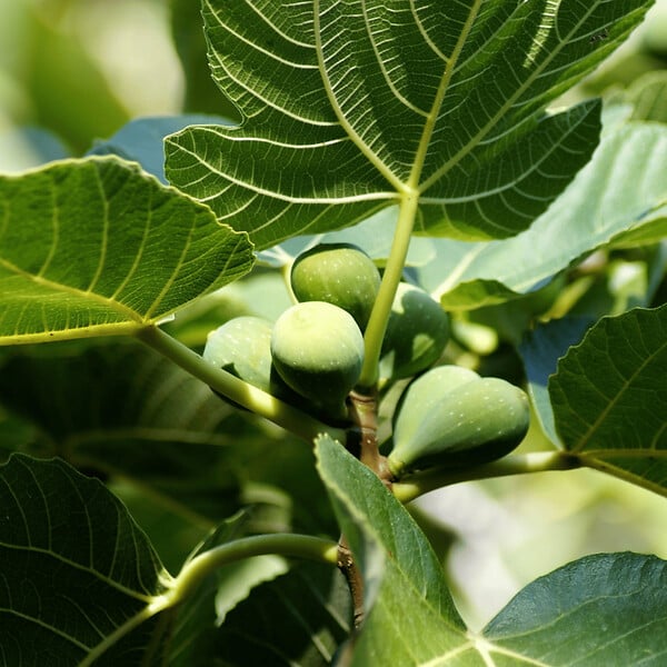PLANT IN A BOX - Figuier de Barbarie - Ficus Carica - Hauteur 70-90cm - ⌀21cm - large