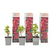 PLANT IN A BOX - Groseillier à grappes - Lot de 3 - Ribes rubrum - Hauteur 25-40cm - ⌀9cm - vignette