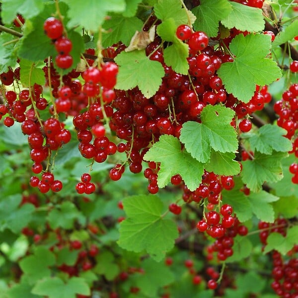 PLANT IN A BOX - Groseillier à grappes - Lot de 3 - Ribes rubrum - Hauteur 25-40cm - ⌀9cm - large