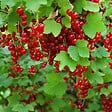 PLANT IN A BOX - Groseillier à grappes - Lot de 3 - Ribes rubrum - Hauteur 25-40cm - ⌀9cm - vignette