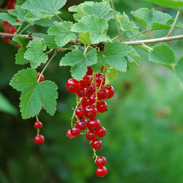 PLANT IN A BOX - Groseillier à grappes - Lot de 3 - Ribes rubrum - Hauteur 25-40cm - ⌀9cm - large