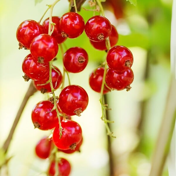 PLANT IN A BOX - Groseillier à grappes - Lot de 3 - Ribes rubrum - Hauteur 25-40cm - ⌀9cm - large