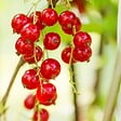 PLANT IN A BOX - Groseillier à grappes - Lot de 3 - Ribes rubrum - Hauteur 25-40cm - ⌀9cm - vignette