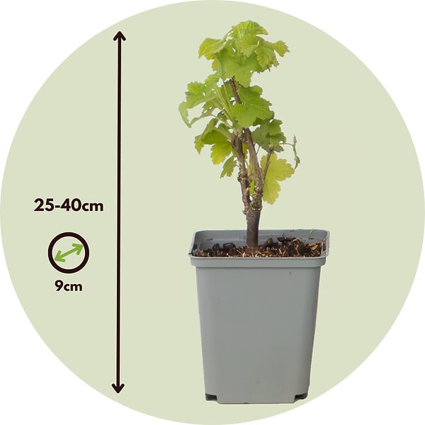 PLANT IN A BOX - Groseillier à grappes - Lot de 3 - Ribes rubrum - Hauteur 25-40cm - ⌀9cm - large