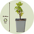 PLANT IN A BOX - Groseillier à grappes - Lot de 3 - Ribes rubrum - Hauteur 25-40cm - ⌀9cm - vignette