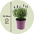 PLANT IN A BOX - Lavande vraie - Lavandula stoechas 'Anouk' - Hauteur 25-35cm - ⌀15cm - vignette