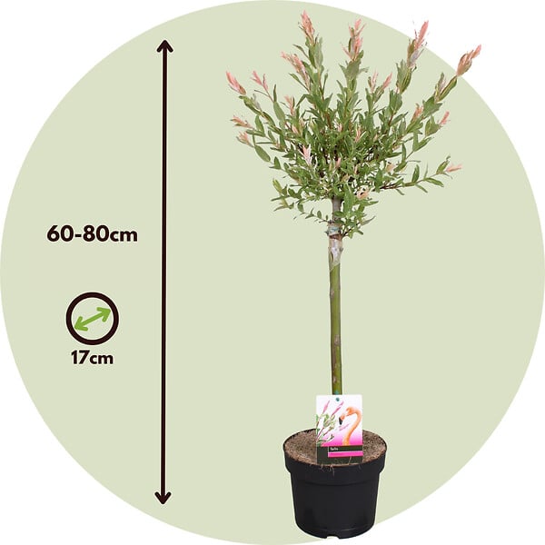 PLANT IN A BOX - Saule crevette - Set de 4 - Salix integra 'Flamingo' - Hauteur 60-80cm - ⌀17cm - large