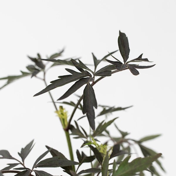 PLANT IN A BOX - Sureau noir - Set de 2 - Sambucus nigra 'Black Lace' - Hauteur 25-40cm - ⌀17cm - large
