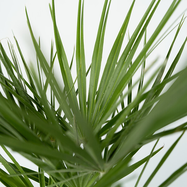PLANT IN A BOX - Palmier nain - Chamaerops humilis - Hauteur 50-60cm - ⌀15cm - large