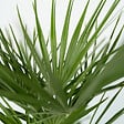 PLANT IN A BOX - Palmier nain - Chamaerops humilis - Hauteur 50-60cm - ⌀15cm - vignette