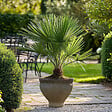 PLANT IN A BOX - Palmier nain - Set de 2 - Chamaerops humilis - Hauteur 50-60cm - ⌀15cm - vignette