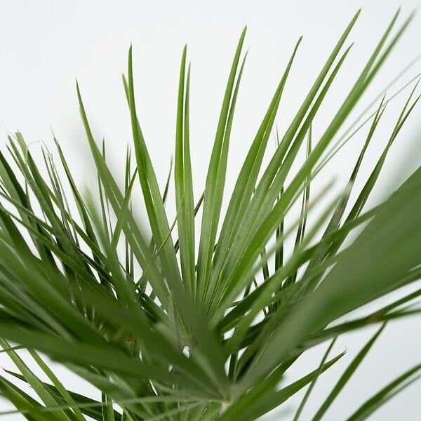 PLANT IN A BOX - Palmier nain - Set de 2 - Chamaerops humilis - Hauteur 50-60cm - ⌀15cm - large