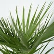 PLANT IN A BOX - Palmier nain - Set de 2 - Chamaerops humilis - Hauteur 50-60cm - ⌀15cm - vignette