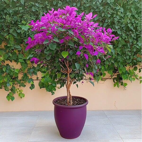 PLANT IN A BOX - Bougainvillier - Bougainvillea 'Alexandra' - Hauteur 50-60cm - ⌀17cm - large