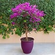 PLANT IN A BOX - Bougainvillier - Bougainvillea 'Alexandra' - Hauteur 50-60cm - ⌀17cm - vignette