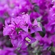 PLANT IN A BOX - Bougainvillier - Bougainvillea 'Alexandra' - Hauteur 50-60cm - ⌀17cm - vignette