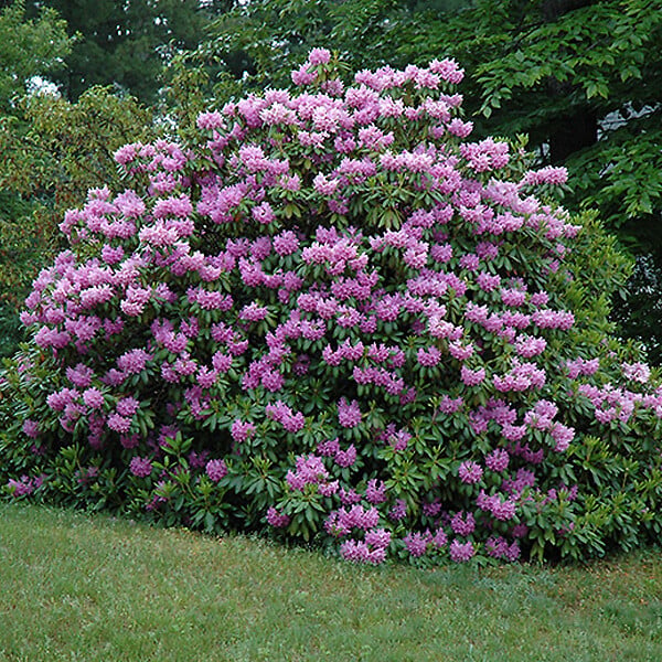 ARBORIX - Rhododendron 'Cat. Grandiflorum' - Rhododendron 'Catawbiense' Grandiflorum  - 40-50 cm pot - large