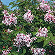 ARBORIX - 2 x Syringa microphylla 'Superba' - Syringa Microphylla 'Superba'  - 40-60 cm pot - vignette