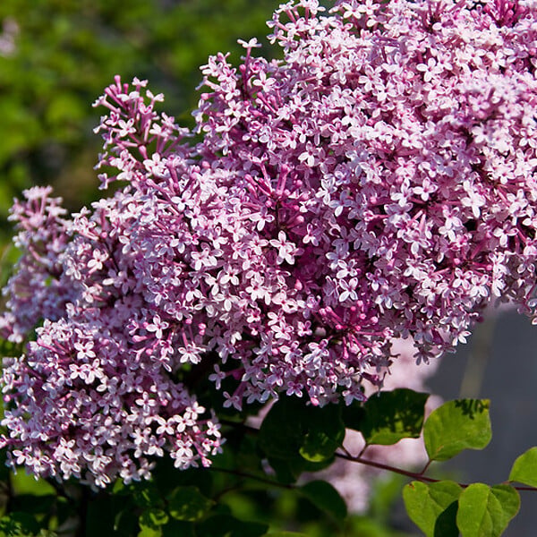 ARBORIX - 2 x Syringa microphylla 'Superba' - Syringa Microphylla 'Superba'  - 40-60 cm pot - large