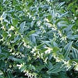 ARBORIX - 2 x Sarcocoque à feuille de ruscus - Sarcococca confusa  - 20-25 cm pot - vignette
