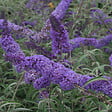 ARBORIX - 2 x Arbre aux papillons - Buddleja davidii 'Nanho Blue'  - 40-60 cm pot - vignette
